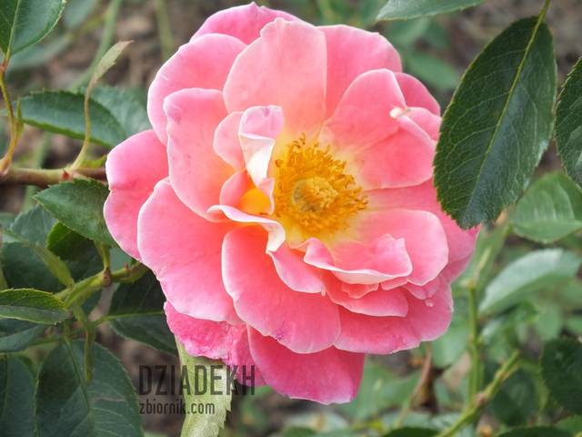 Jeszcze parę kwiatków, żeby dla wszystkich starczyło. - dziadekh