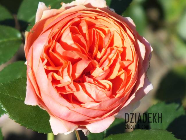 Jeszcze jeden kwiatek na Walentynki - dziadekh