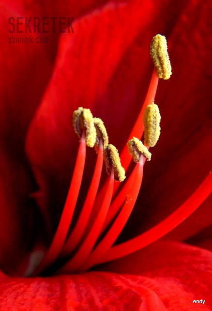 dziś jest dzień... ogonków - sekretek