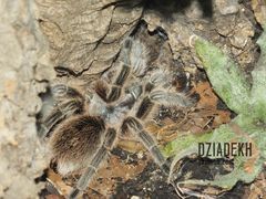 Czy to futrzak, czy nie?