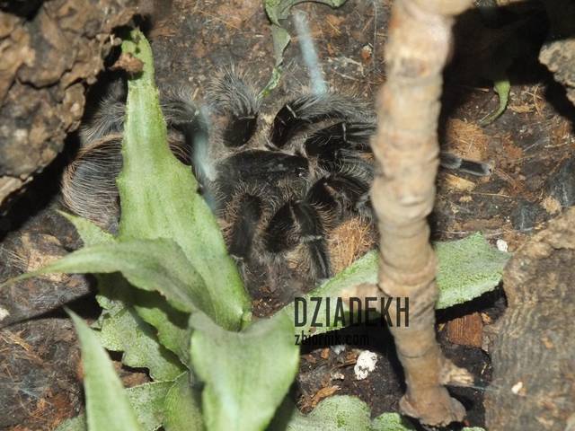 Albo ten? - dziadekh