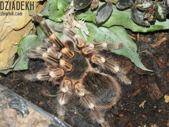 I jeszcze jeden pajączek dla miłośników. - dziadekh
