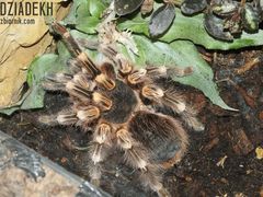 I jeszcze jeden pajączek dla miłośników.