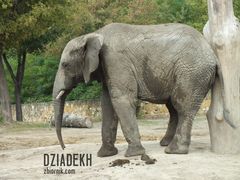 "Chyba ma hemoroidy"