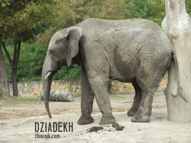 "Chyba ma hemoroidy" - dziadekh