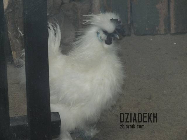 Fajny kogucik? - dziadekh