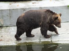 "Proszę Państwa, oto Miś...