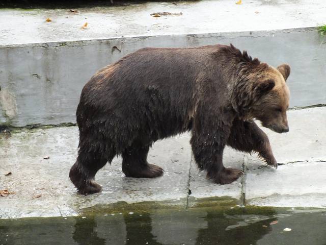 "Proszę Państwa, oto Miś... - dziadekh