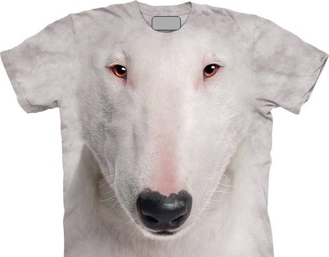 BULL TERRIER.jpg - ztrojmiastaon