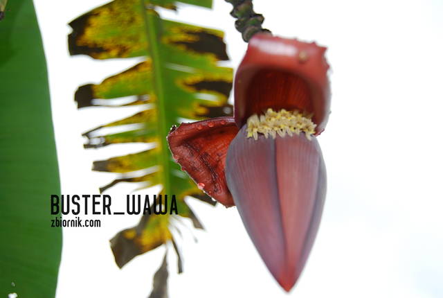 Dzień Kobiet - Buster_wawa