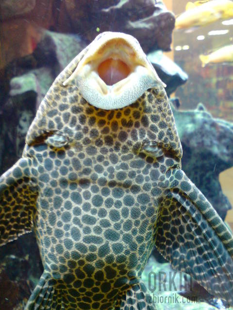 rybka zwana wandą ... :) - QRKIN