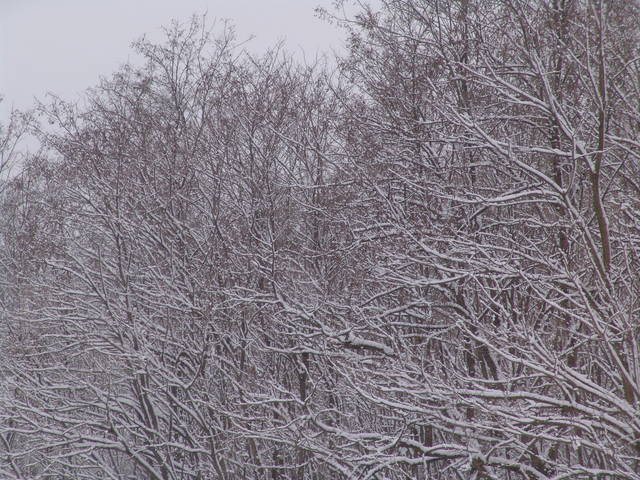 Lasek Zimą - Kamilia