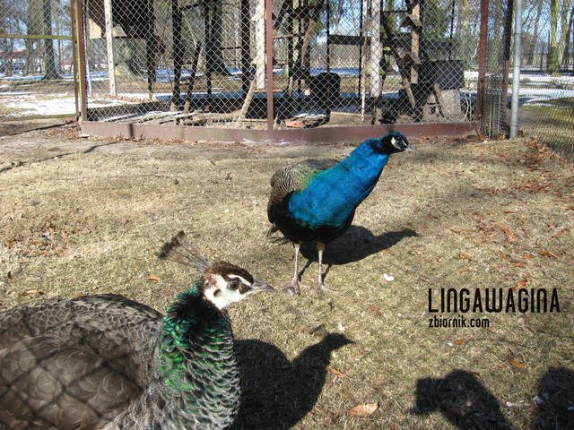 Fot. 15.03.13 057.jpg - lingawagina