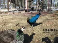 Fot. 15.03.13 057.jpg