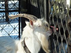 ...kozła stęsknionego za turystami