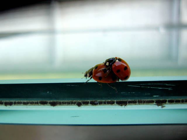 zbiornikowe biedroneczki :) - extasy82