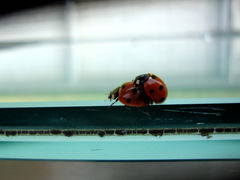 zbiornikowe biedroneczki :)