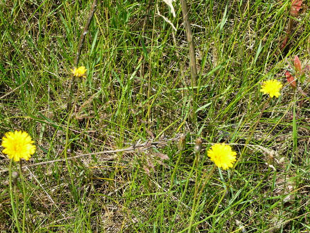 P1000083.JPGwiosna już? - olek10