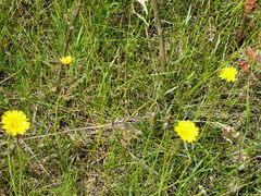 P1000083.JPGwiosna już?