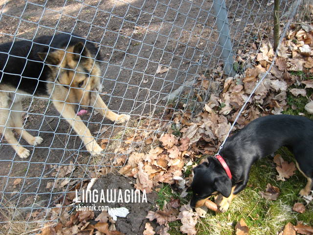 W. 14.04.13 103.jpg - lingawagina