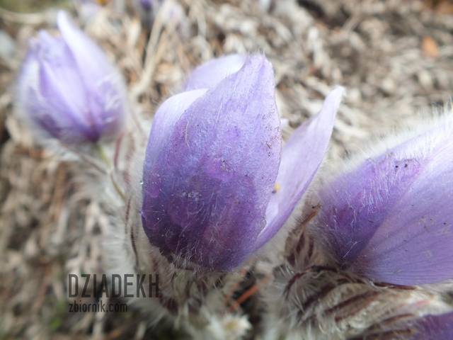 Wreszcie jest wiosna i sasanki - dziadekh