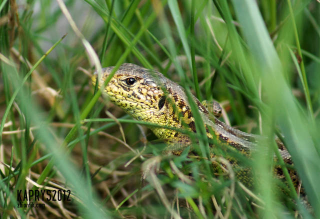 A ja Was widzę ;) - kaprys2012
