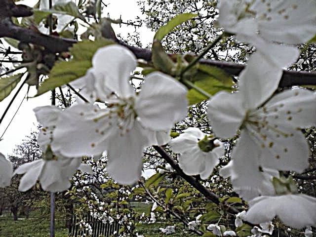 Ale u mnie jest wesoło i kolorowo .:) - marys1964
