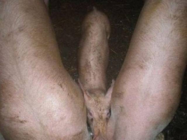 zapożyczone - kamasutra69