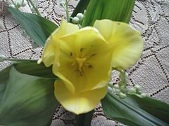 Tulipan....ią ..:)))