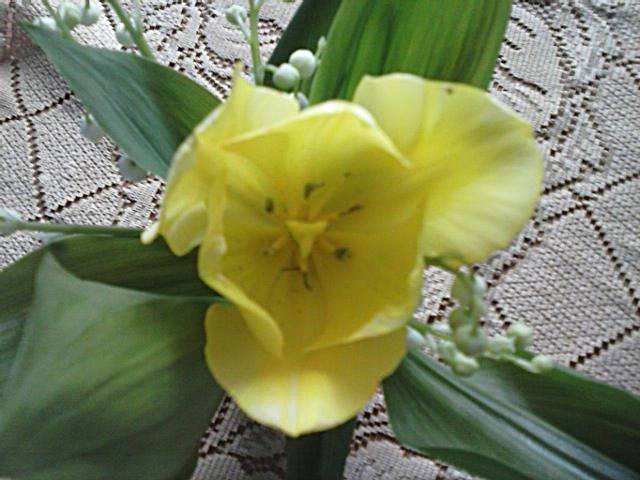 Tulipan....ią ..:))) - marys1964