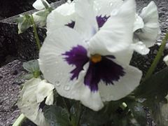 A może Pan Bratek .:)))