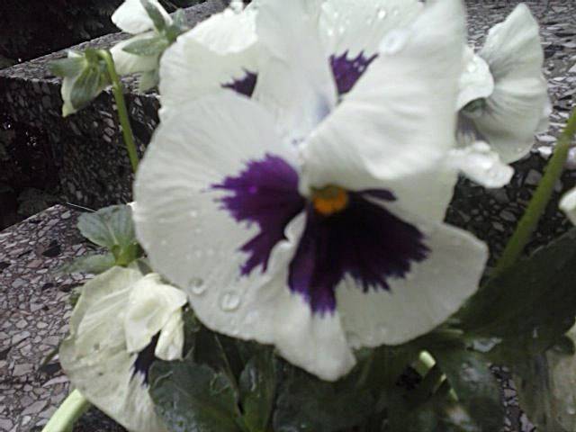 A może Pan Bratek .:))) - marys1964