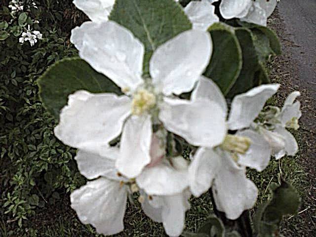 Maj :))) - marys1964