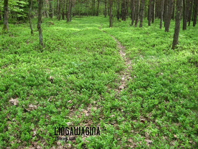 W. 12.05.13 032.jpg - lingawagina