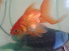 spełnie  kazde życzenie  