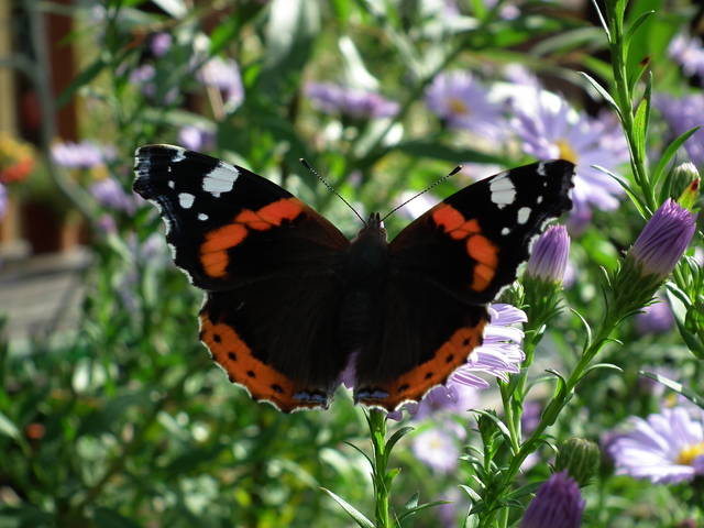 en face - NauczeCieLatac