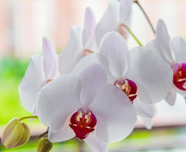 Mój kwiatek :) - amorkibz