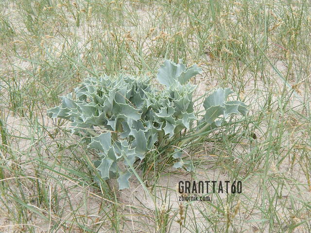 Spotkanie - Granttat60