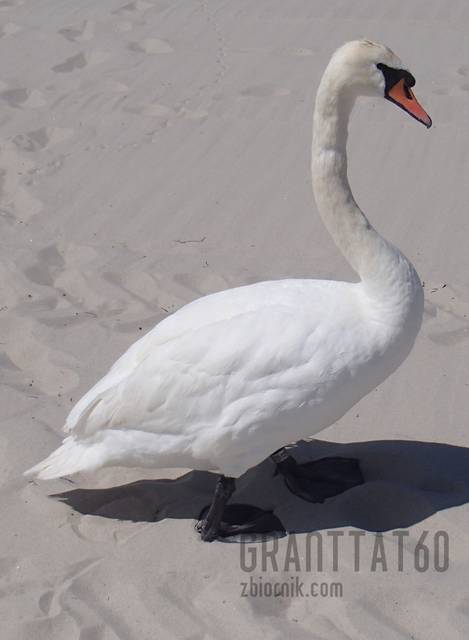 Łąbędź - Granttat60