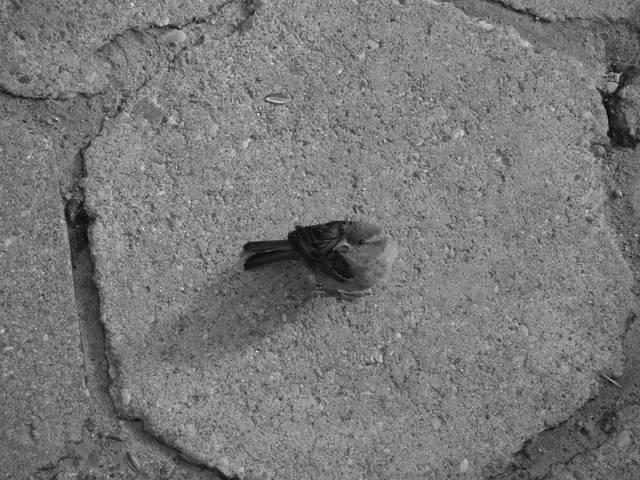 DSCF7704.jpg - FajnyPogada