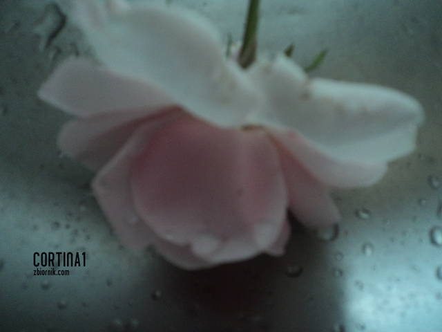 łzy............ - cortina1