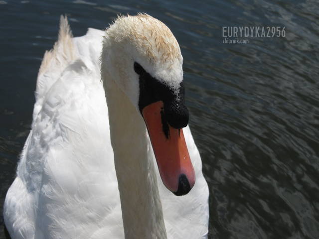 Pan Łabedz - Eurydyka2956