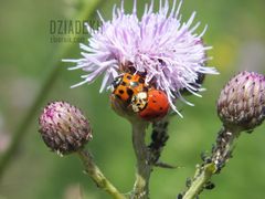 Ciekawe co one tam robią?