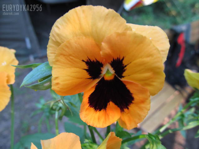 dla Daguni z całusem :) - Eurydyka2956