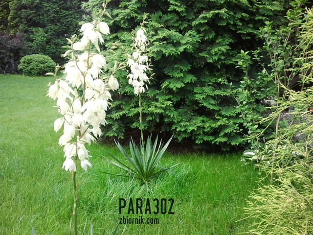 20130710_064656.jpg - para302