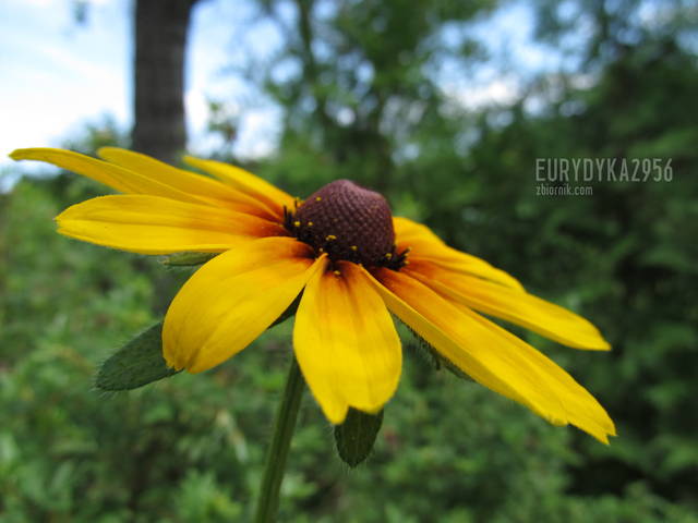 kwiatek - Eurydyka2956