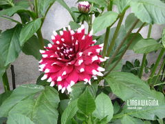 Ogród 17.07.13 010.jpg