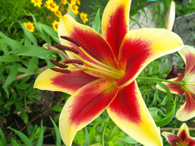 Pewnej pięknej Kobiecie - Pan_Stanowczy