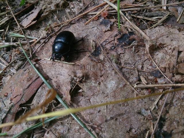 ŻUCZEK .... - Eurydyka2956