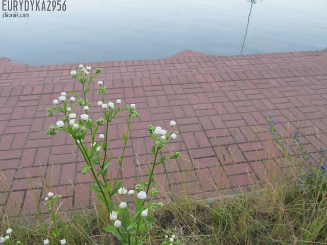 kwiatulinek - Eurydyka2956